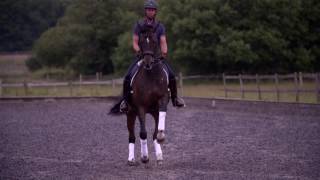 Veterinary View trailer