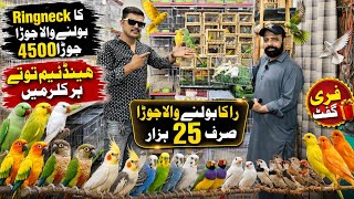 Sonu birds aviary | Hand Tame | Talking Parrots 