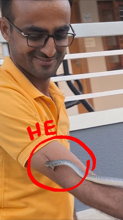 Snake bite.. plz don't copy our work #rescue #snake #cobra #nature #vlog #