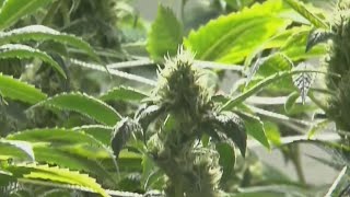 Potential major marijuana move could impact Texas laws