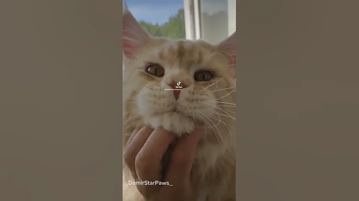 Video 2945091: maine coon boy, male mainecoon