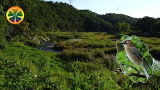 Пение Птиц Звуки Леса И Шум Ручья Звук Водного Потока Релакс