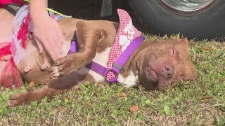 Hundreds of pets up for adoption during Animal Care and Protective Services' 'Full of Love' event