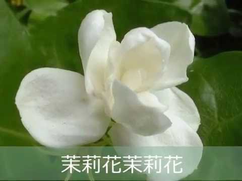 茉莉花－杨燕