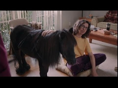 Funny Commercial - Geico - Renter's Insurance - Antonio The 'Dog' - YouTube