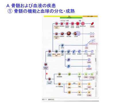 Web講義病理学第９回（第12章血液・造血器系の疾患）（20211202）