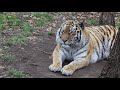 Тигр Амур в Приморском Сафари-парке
