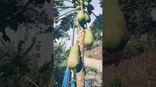 Buah Pepaya Gantung Lucu