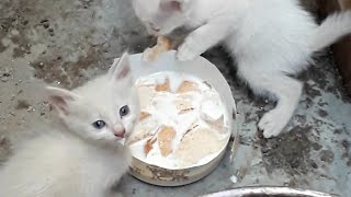 قطط صغيرة تموء وتشرب الحليب😍cats drinking milk screenshot 5