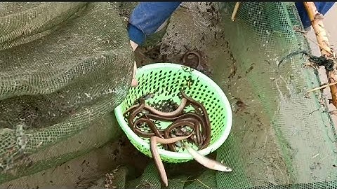 nghề xuc u luon mưu sinh mùa nước nổi Đồng Tháp ( p.2 )