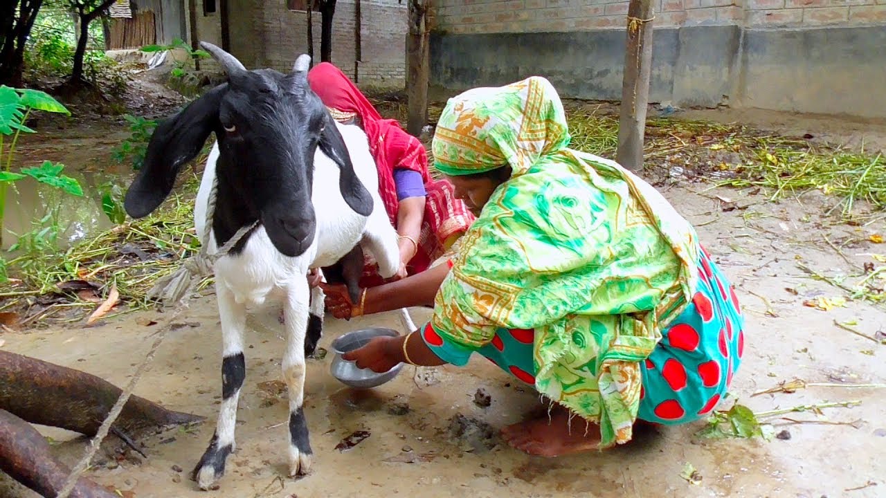 goat milking । how to process goat milking । village life in bangladesh