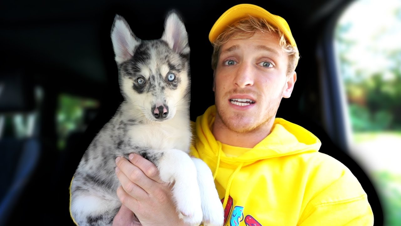 Logan Paul Feels Bad For Replacing Kong With New Puppy After