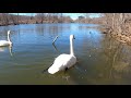 Finale - Winter Waterfowl Action - Trumpeter Swans - Mute Chase Away - Gallup &amp; Furstenberg  Parks