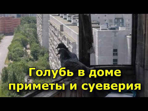 Голубь в доме - приметы и суеверия