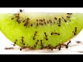 Ants Eating Kiwi Fruit Timelapse