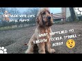 🐶One week with English Cocker Spaniel - Robby🐾🐕 What happened to a dog?