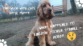 One week with English Cocker Spaniel  Robby What happened to a dog?