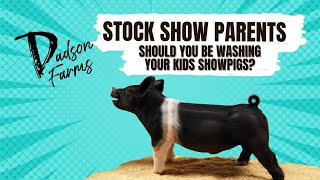 Stock show parents wash your kids showpigs every now and again! #showpigs #stockshowlife