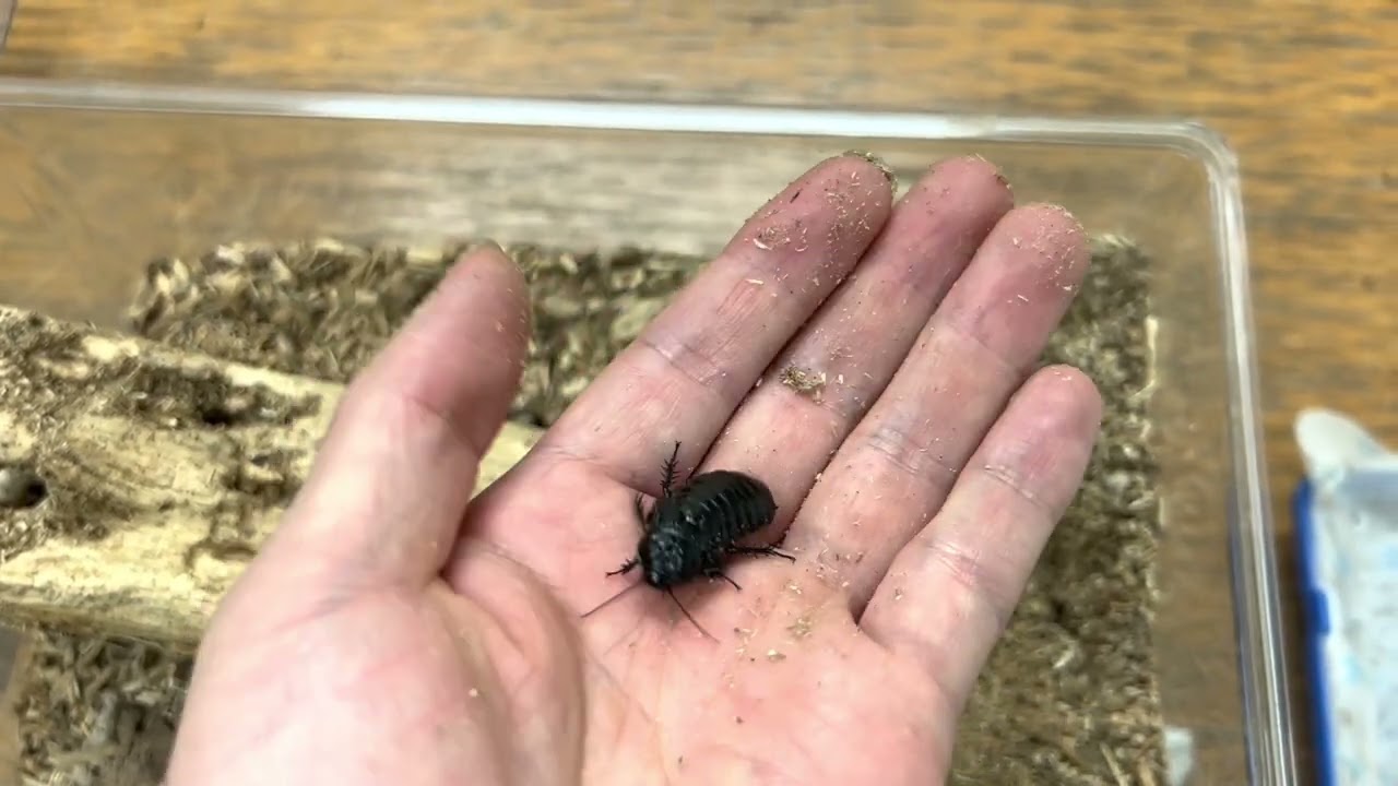 ゴキブリはすべて黒くて速いのか 日本の変わったゴキブリたち ブンイチ 文一総合出版 Note