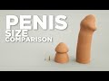 Scale animal PENISES