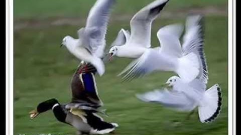 اجمل صوت قرآن في الدنيا روووووووووووووووووووعه مقطع مبكي(سورة ق)