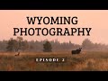 Wolves and Wildlife Photography