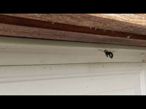 Science in Seconds: Carpenter Bees