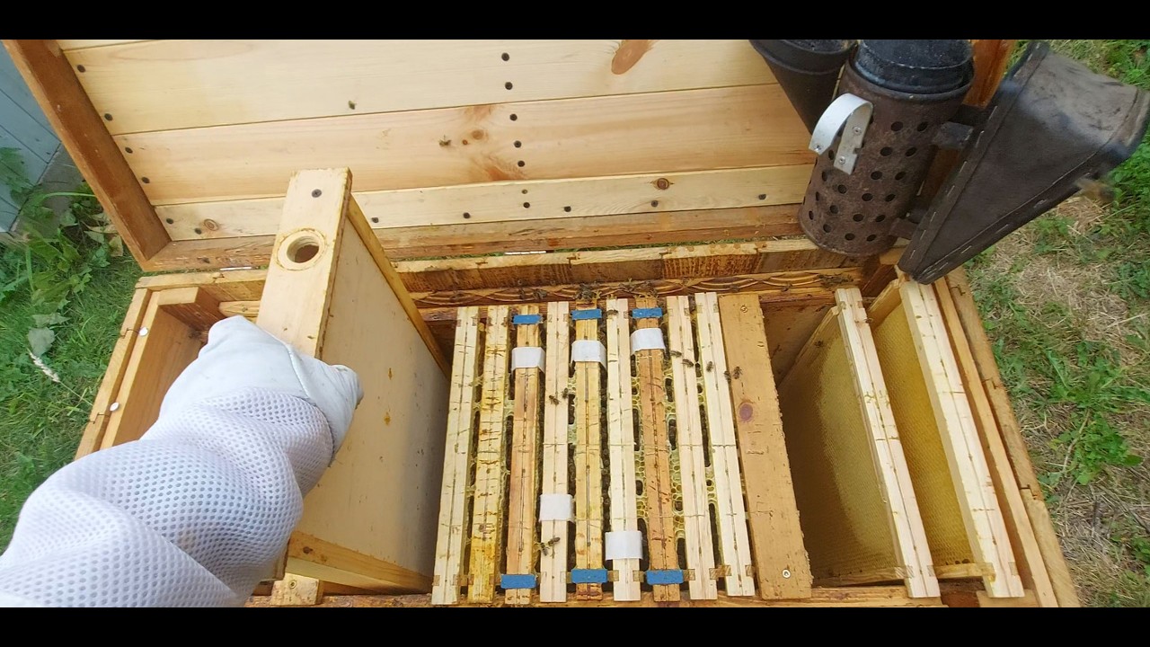 Koniec Pożytku Dokarmianie Podtrzymujące Czerwienie Lipiec 24r 4K Pasieka Pszczoły