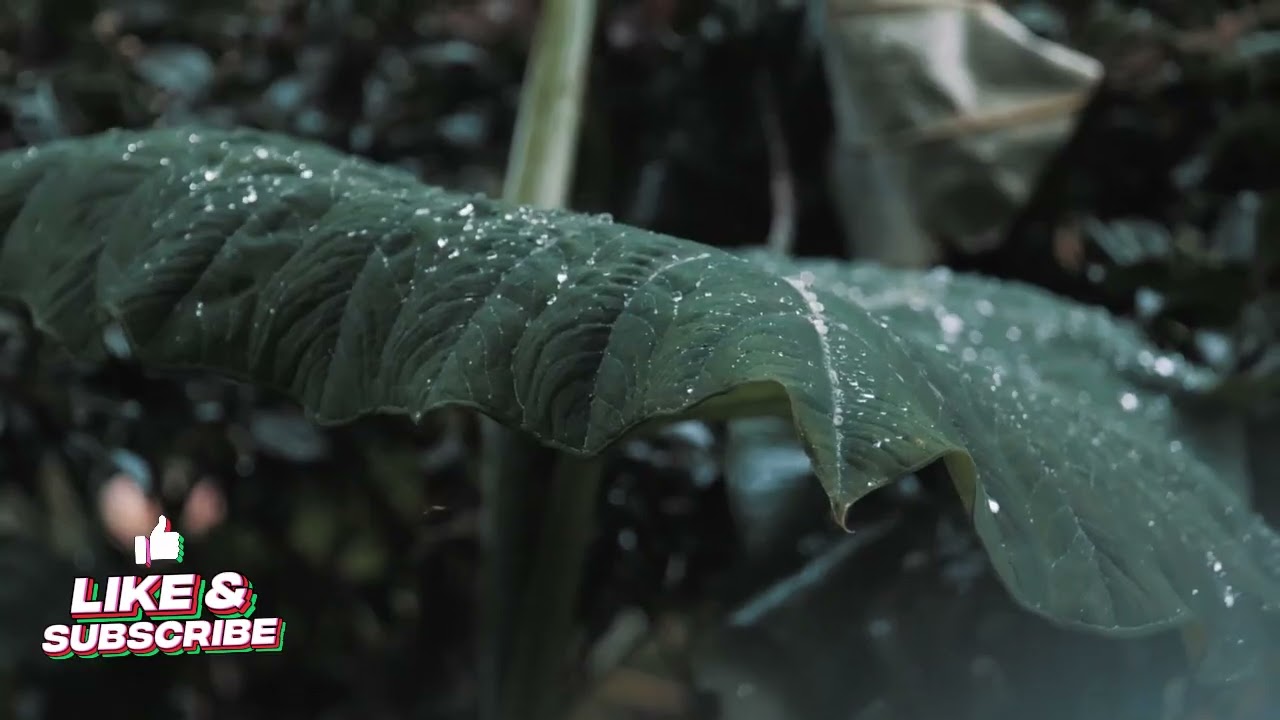 Deep Healing Piano Music 🌿 Calm Your Mind & Reduce Anxiety