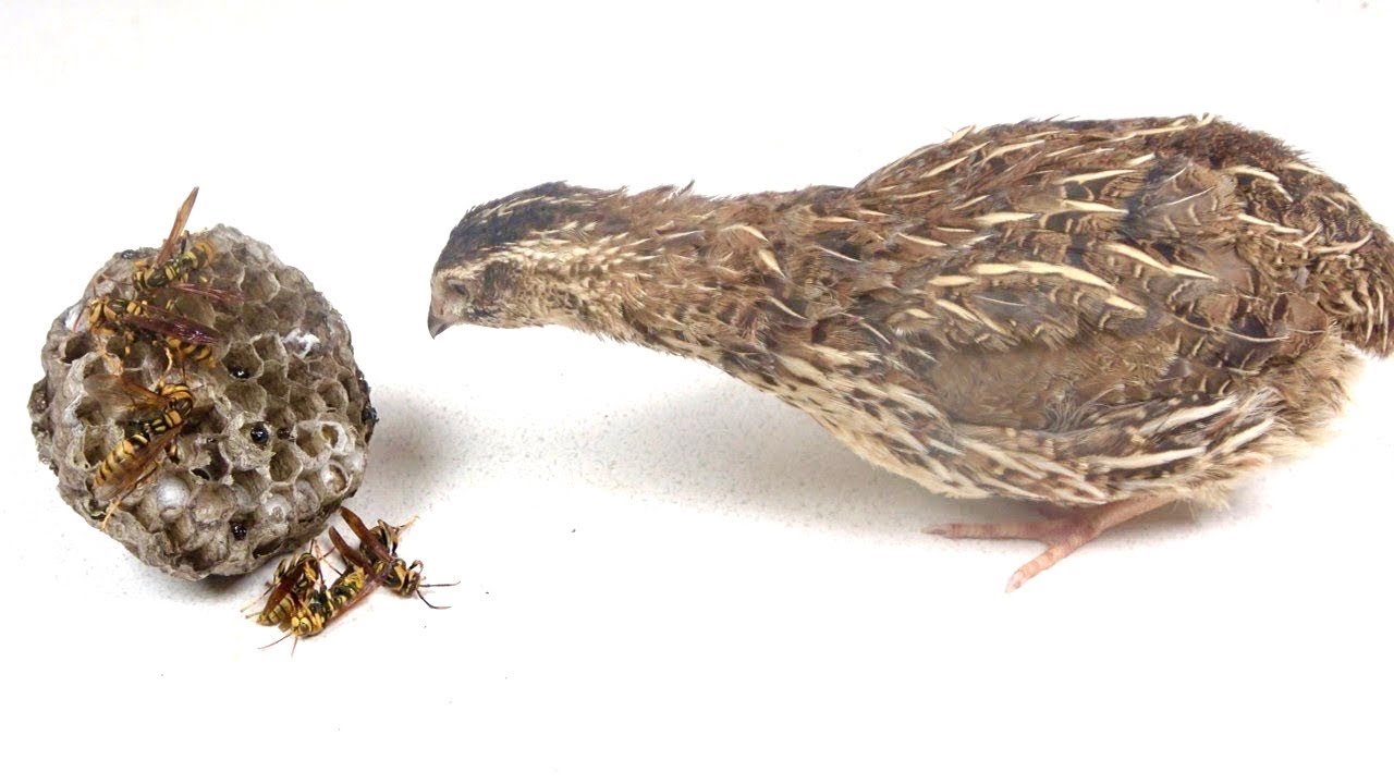 おーちゃん様04240432043804390442044504700472 When I showed the beehive to the quail I raised from
