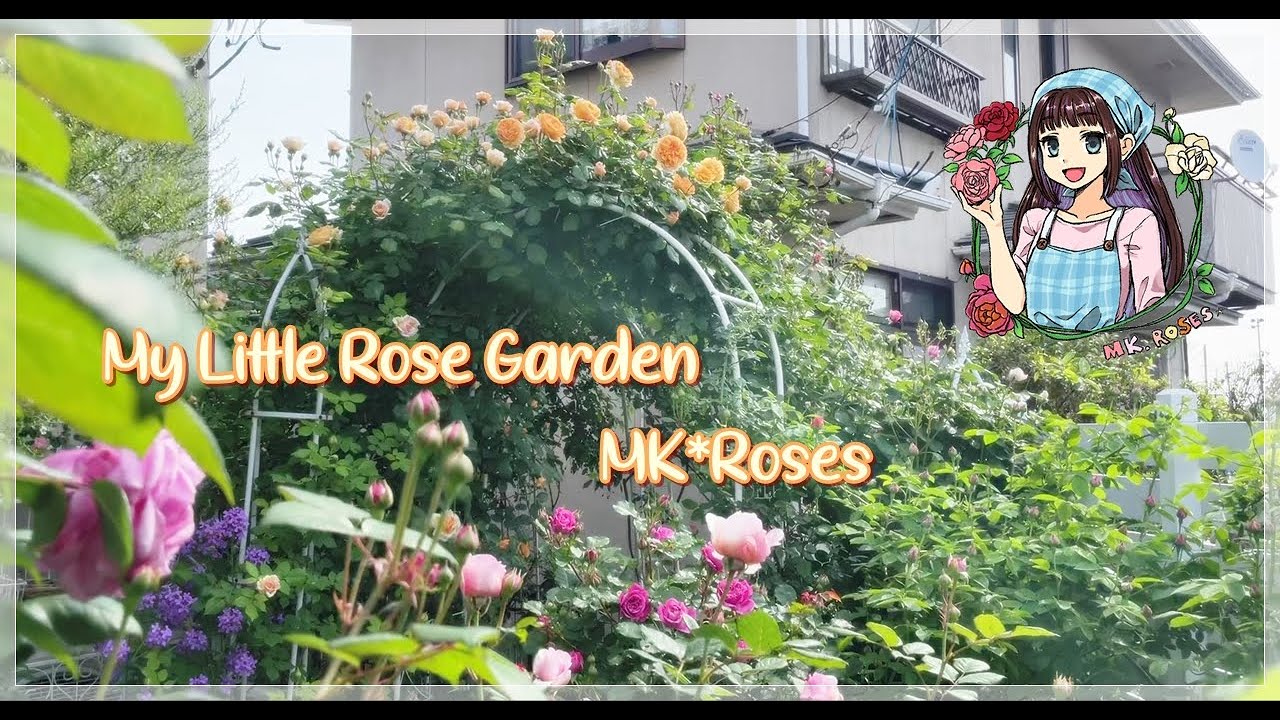 イングリッシュローズが次々に開花🌹小さなお庭の香りローズガーデン