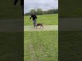Bully Breeds Leash Pulling Fixed!