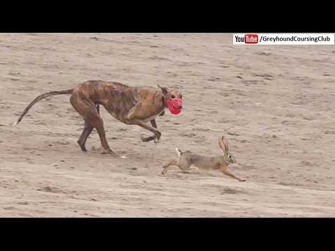 dog chasing rabbit 2026 videos - YouTube