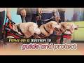 Paws on a mission to guide and protect