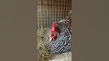 Broody in the nesting box without worrying about the snake 🐍 here 😨 #shots #barredrock #fyp #scary