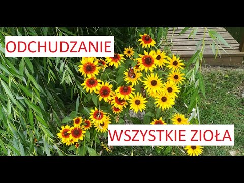 Wideo: Objawy I Leczenie Wrodzonej Toksoplazmozy