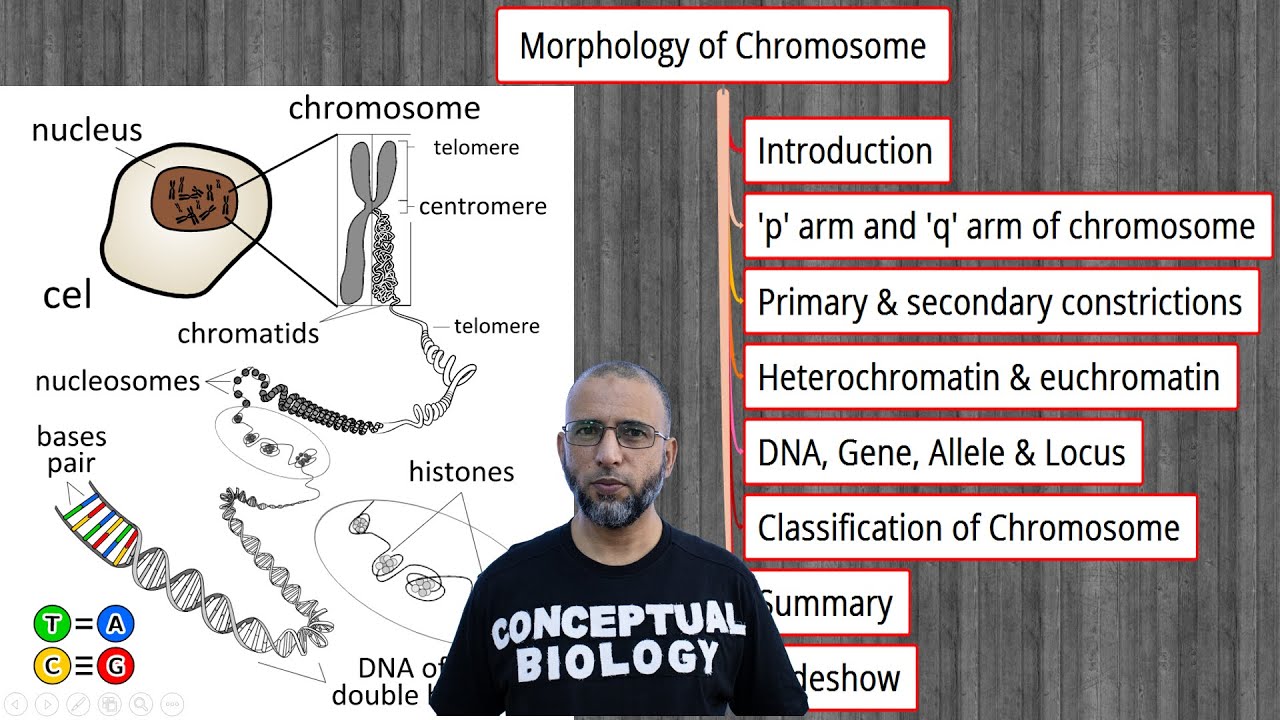 Morphology of Chromosome with Dr.  Sohail Jamil Qureshi l MDCAT Biology