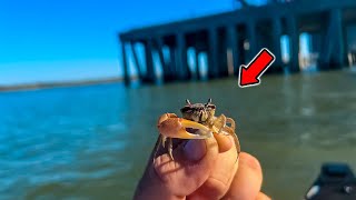 We Used LIVE CRABS to Catch These Tasty FISH