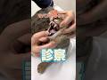 お尻を気にする4歳のサバンナキャットが動物病院にやってきた!