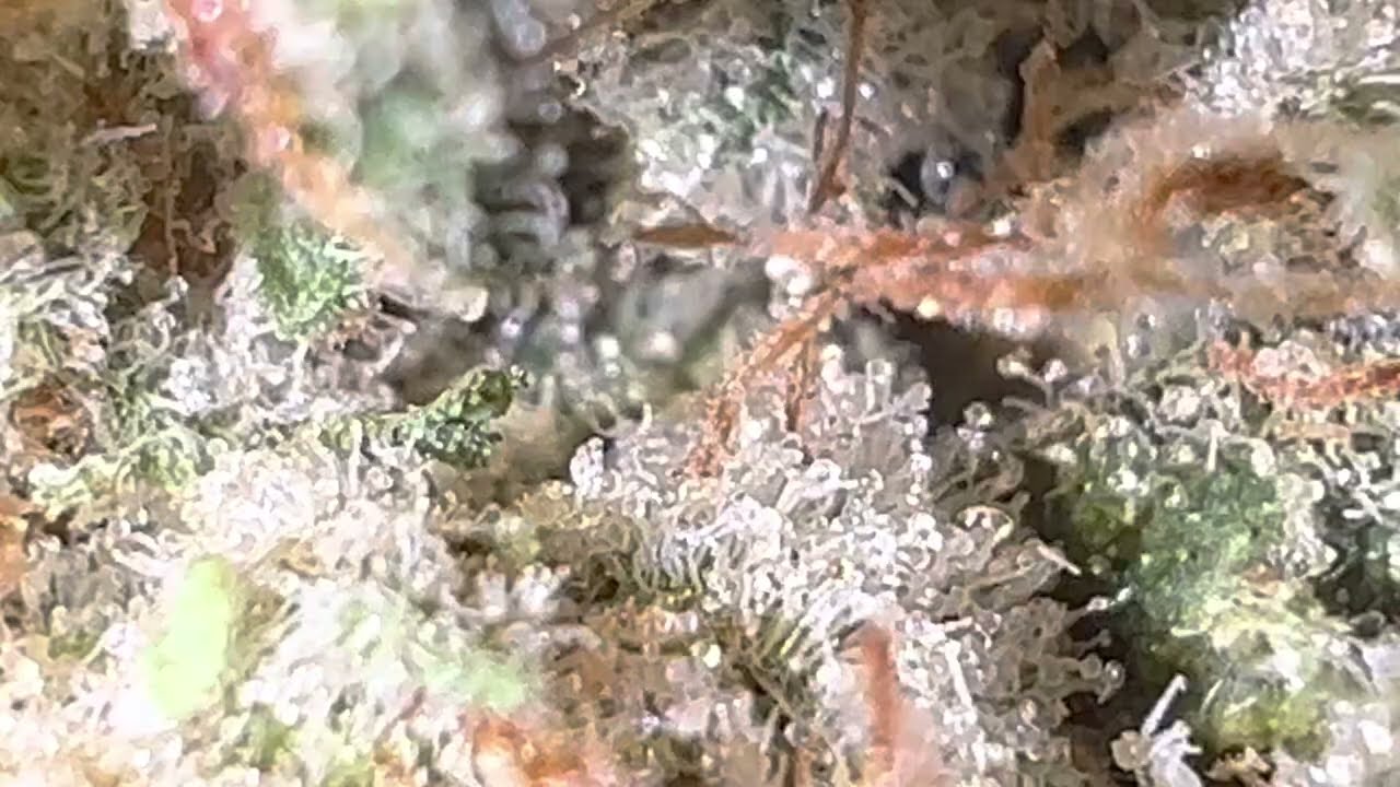 420 Evolution 27/1 CA ICC