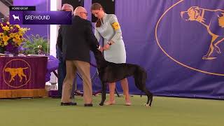 Greyhounds | Breed Judging 2024