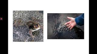 Death of a Naturalist video