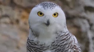 Top 15 most beautiful Owl Species / 15 most beautiful Owls on planet Earth / Owls in The world by BEAUTIFUL WORLD 588 views 1 year ago 3 minutes, 39 seconds