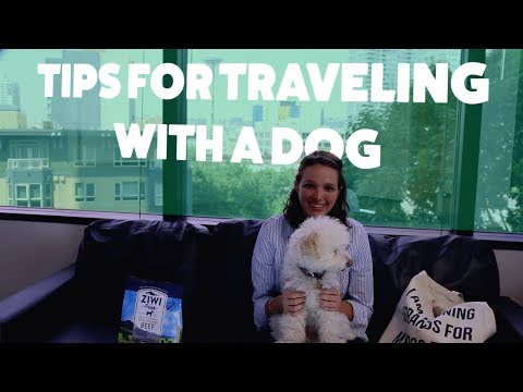 Tips for Traveling With Your Dog | Rover.com