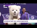 Вкусное мороженое подарили участникам соревнований по спортивному ориентированию во Владивостоке