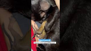 Кошка стала мамой для бельчат