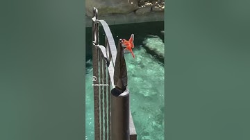 Completed Pool Patio and Dragonflies.