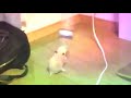 Hamster bailando con una botella