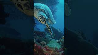 POV you’re a sea turtle and your life is a series of hardships one after another ?
