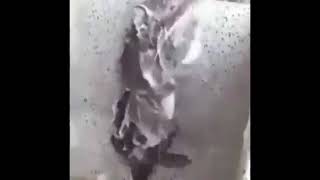 Viral dimedsos, seekor tikus sedang mandi layaknya manusia